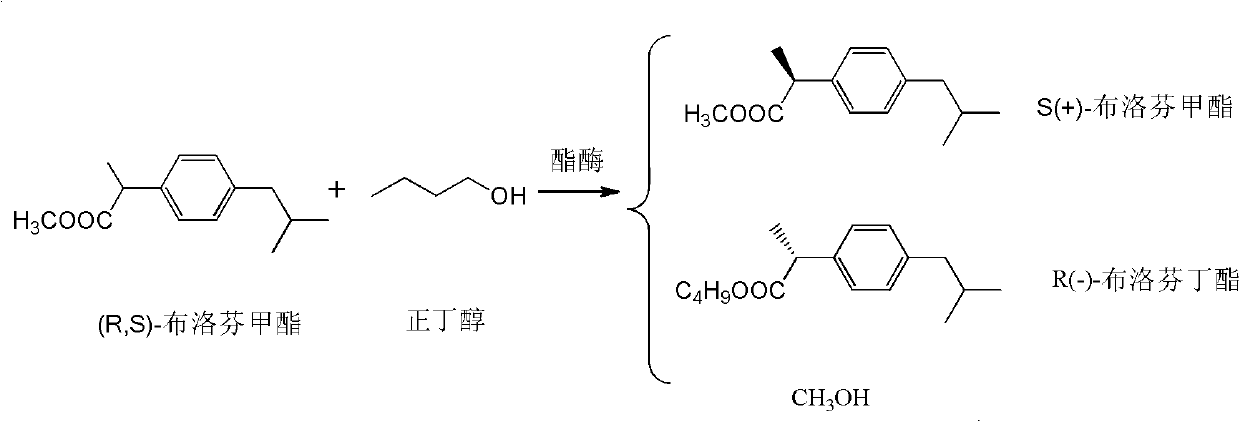 Method for splitting ibuprofen