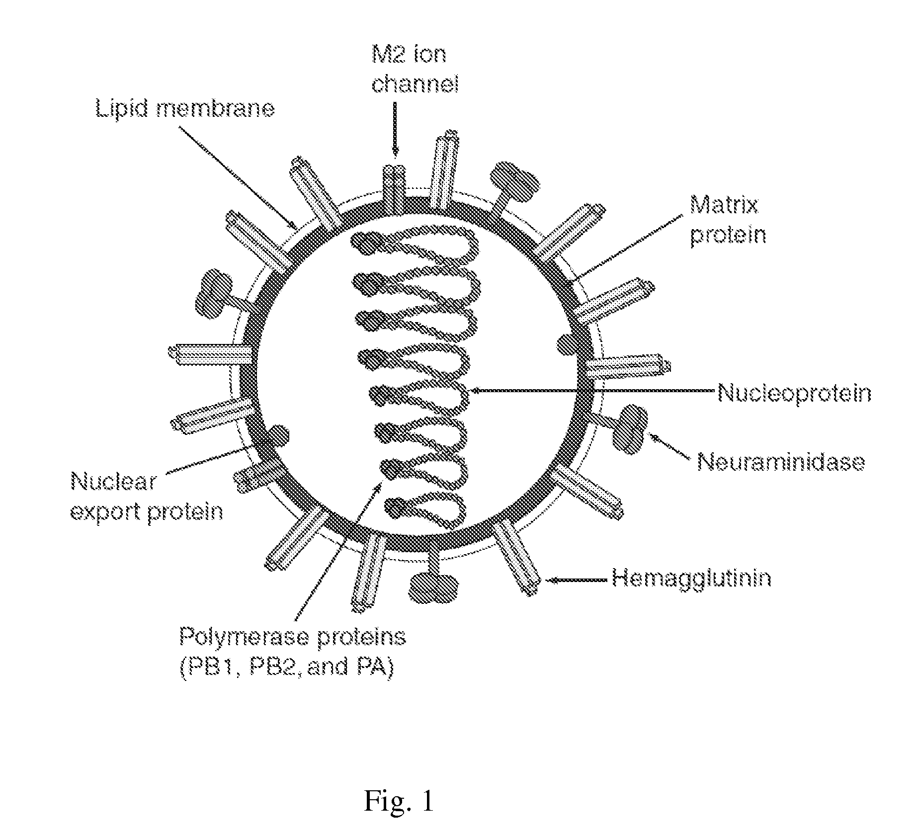 4,5-Diamino-3-Halo-2-Hydroxybenzoic Acid Derivatives and Preparations Thereof