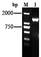 Saccharopolyspora spinosa high-pleocidin-yield engineering strain and application thereof