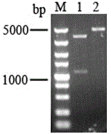 Saccharopolyspora spinosa high-pleocidin-yield engineering strain and application thereof