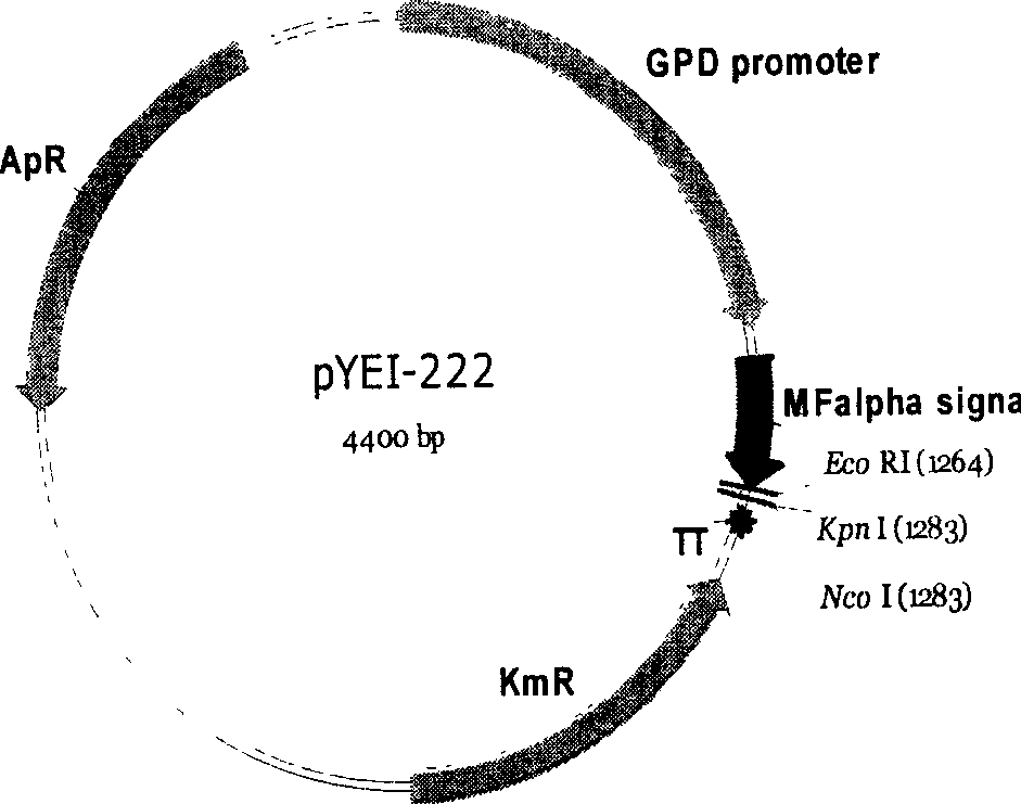 High fermentation rate type recombinant alcoholic fermentation yeast, the building and expression carrier thereof