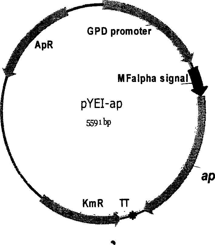 High fermentation rate type recombinant alcoholic fermentation yeast, the building and expression carrier thereof