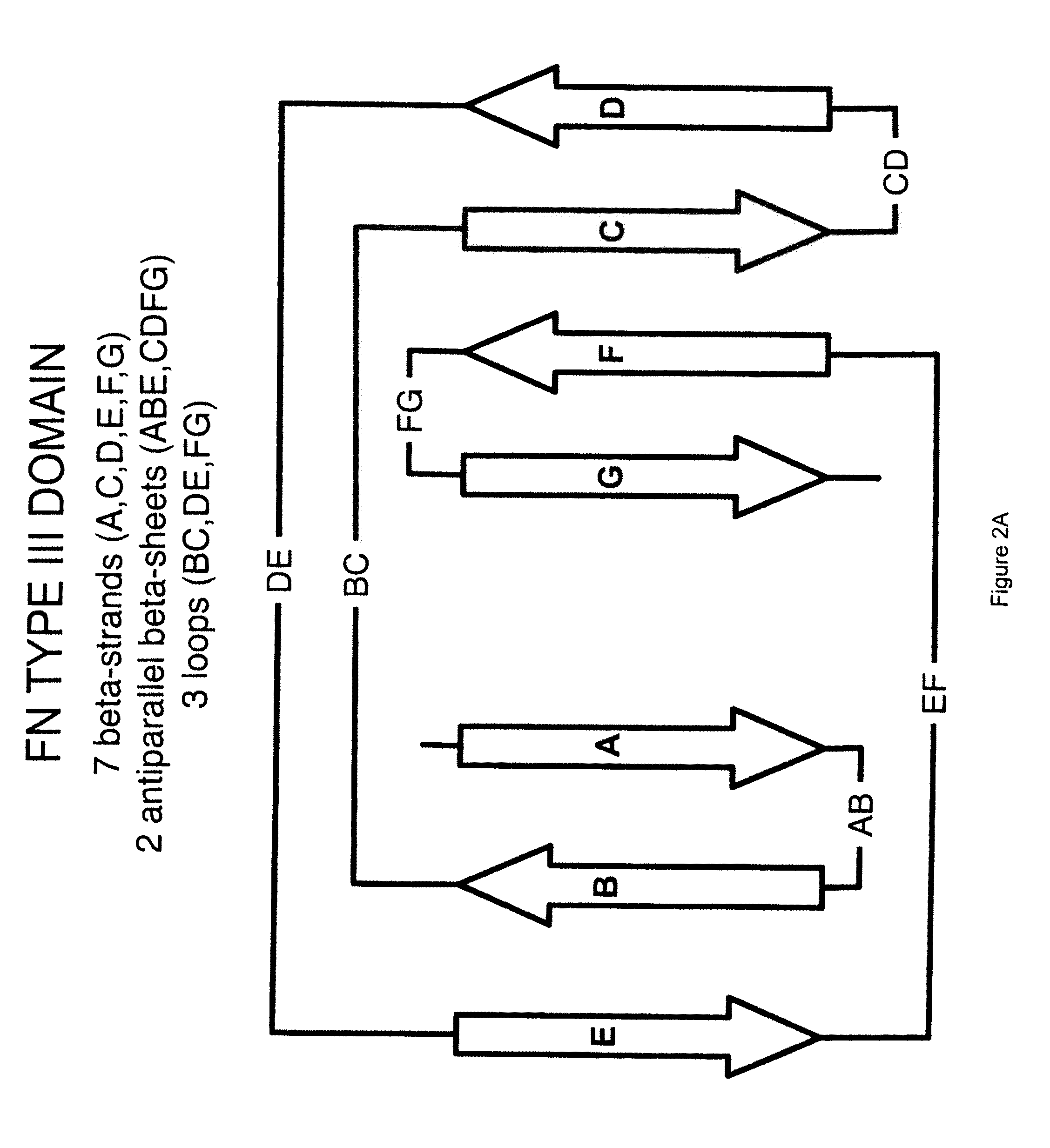 Universal fibronectin type iii binding-domain libraries