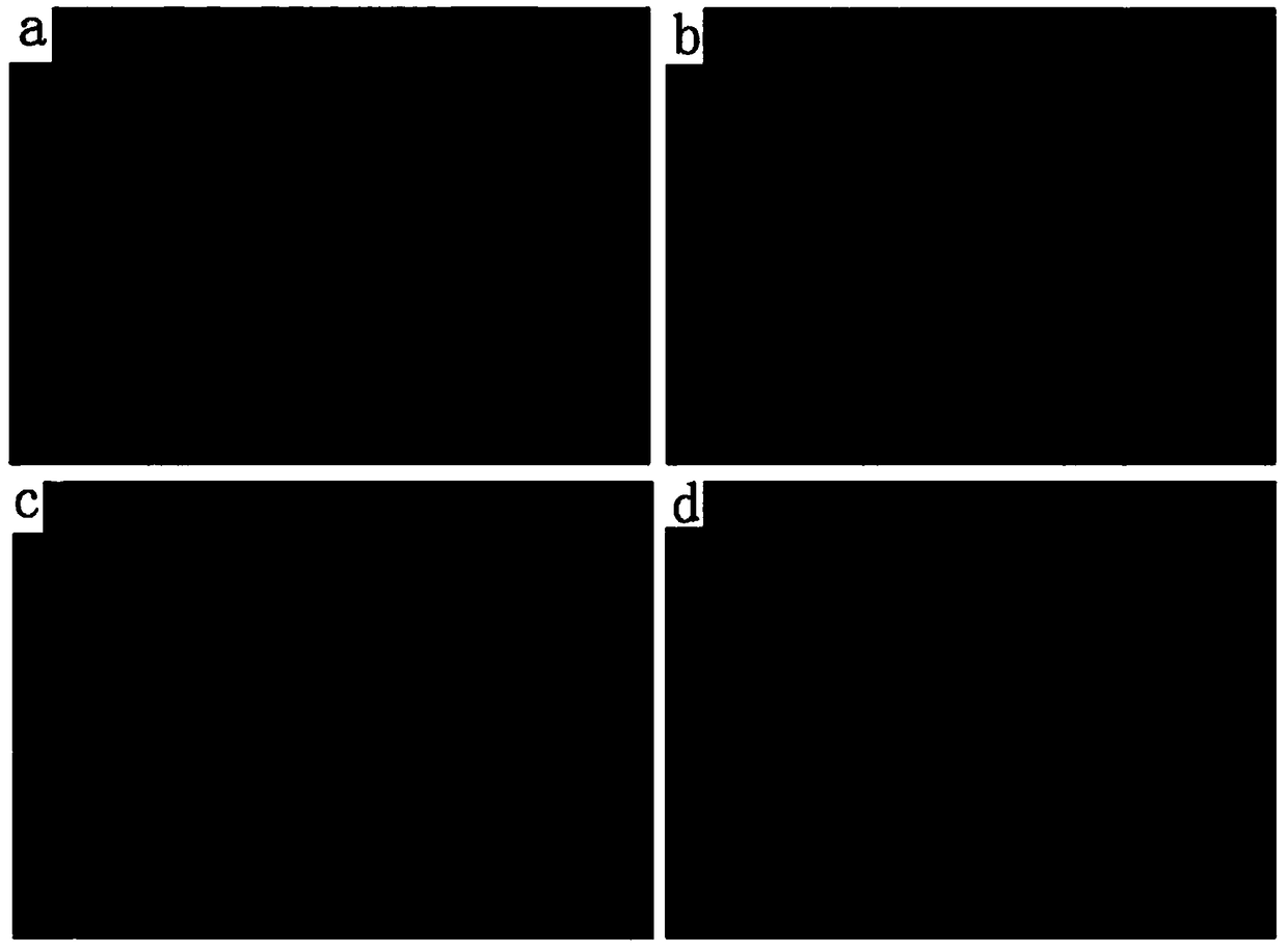 Method for quickly preparing hard tissue slice and application of the method