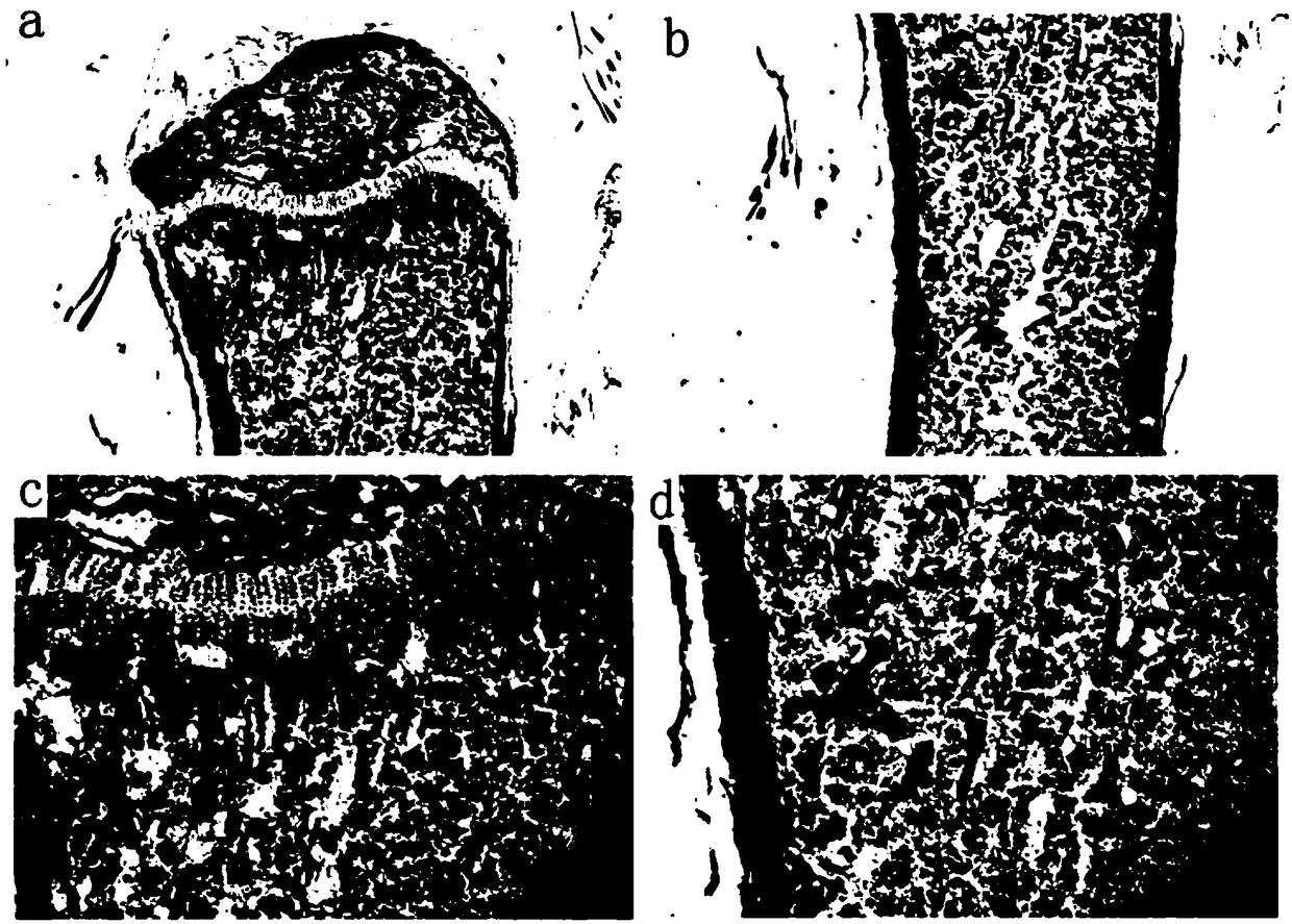 Method for quickly preparing hard tissue slice and application of the method