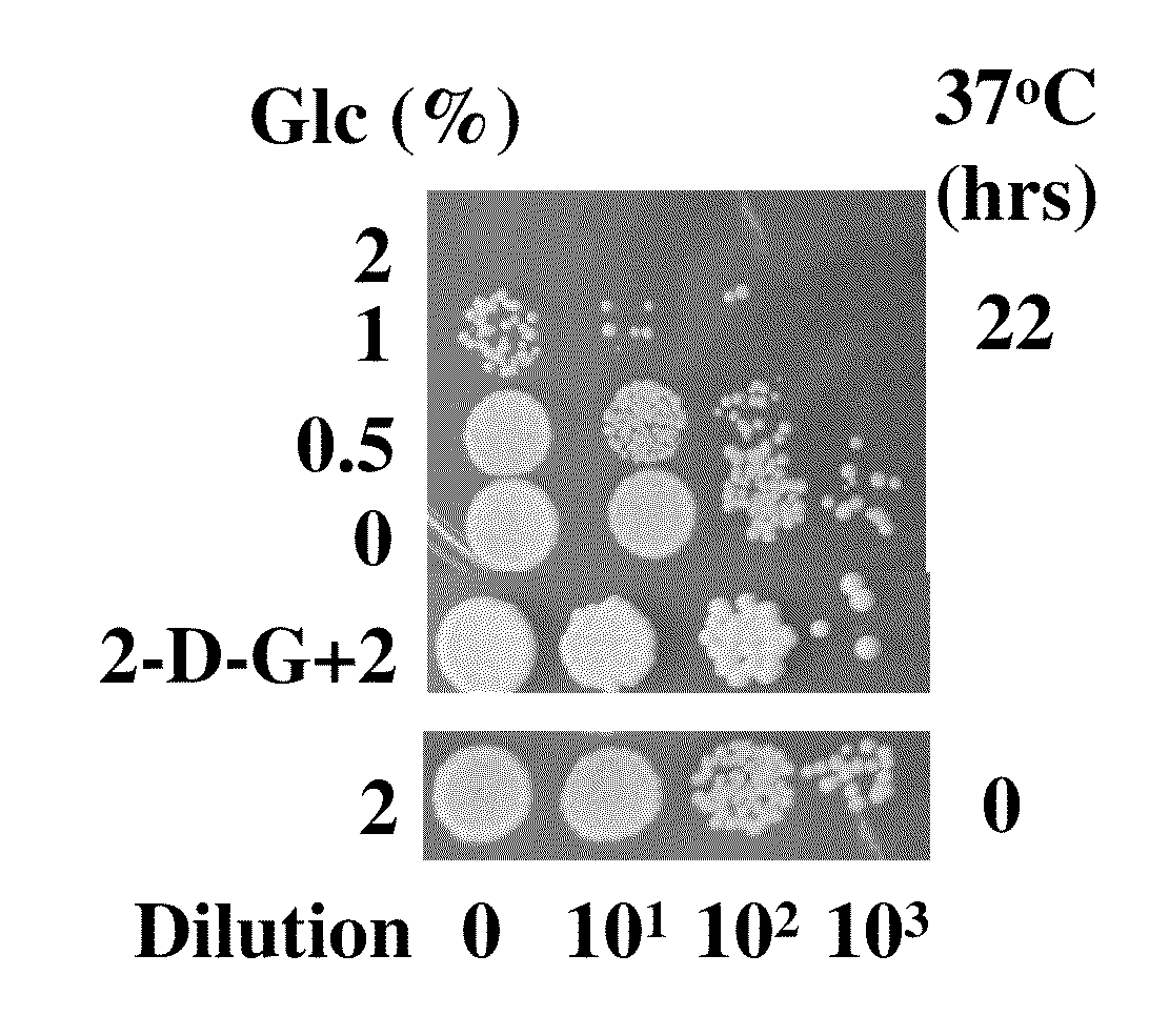 Novel anti aging agents and methods to identify them