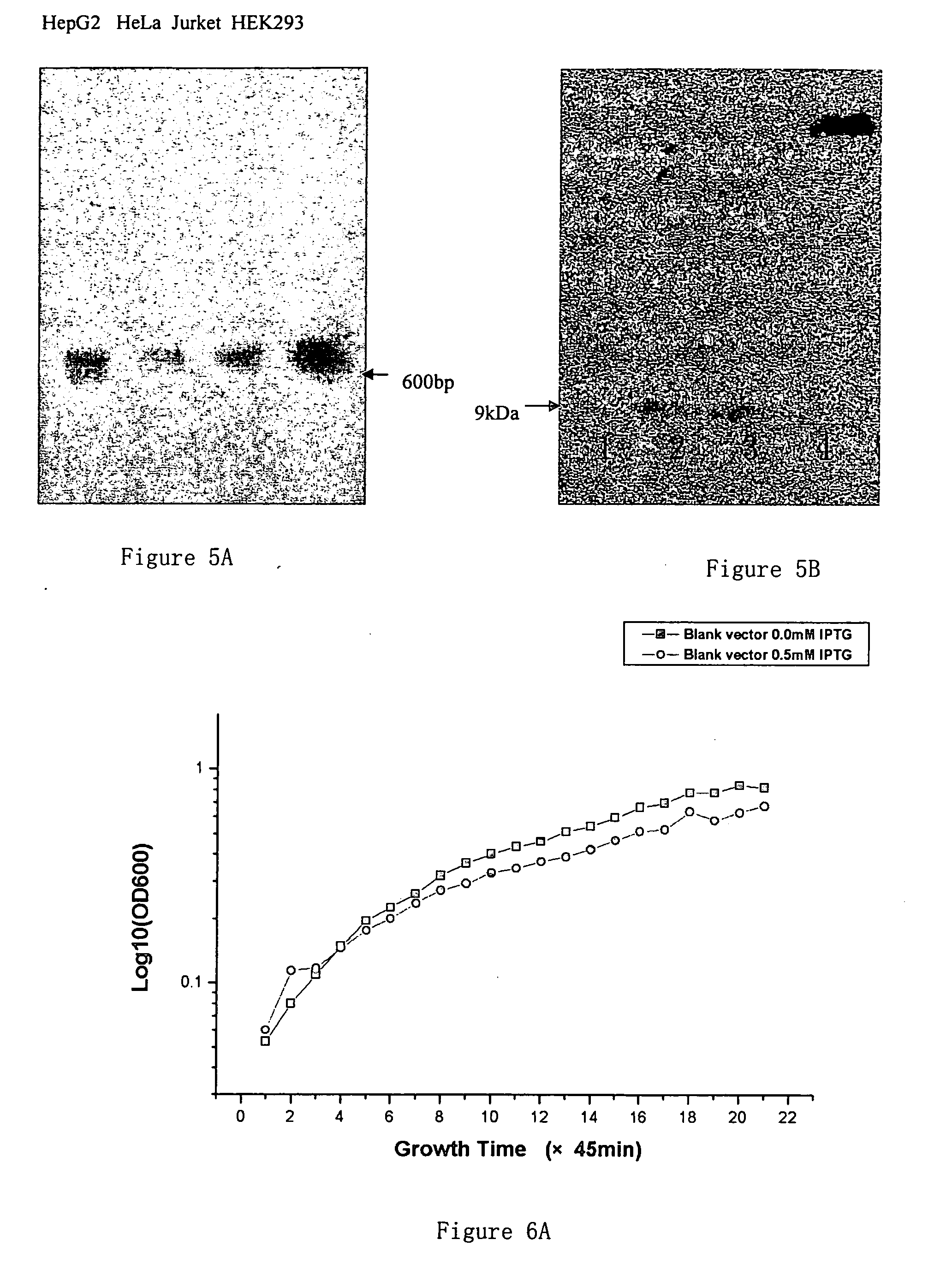 Glycine-rich proteins, their coding genes and applications