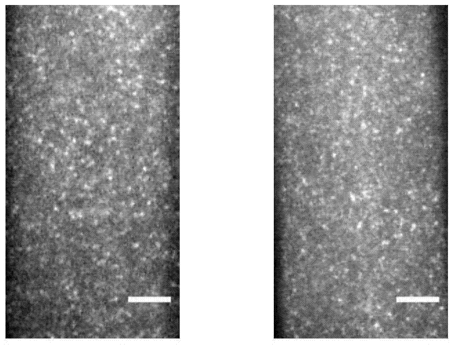 A method for detecting the laterally restricted area of ​​membrane proteins in living plants