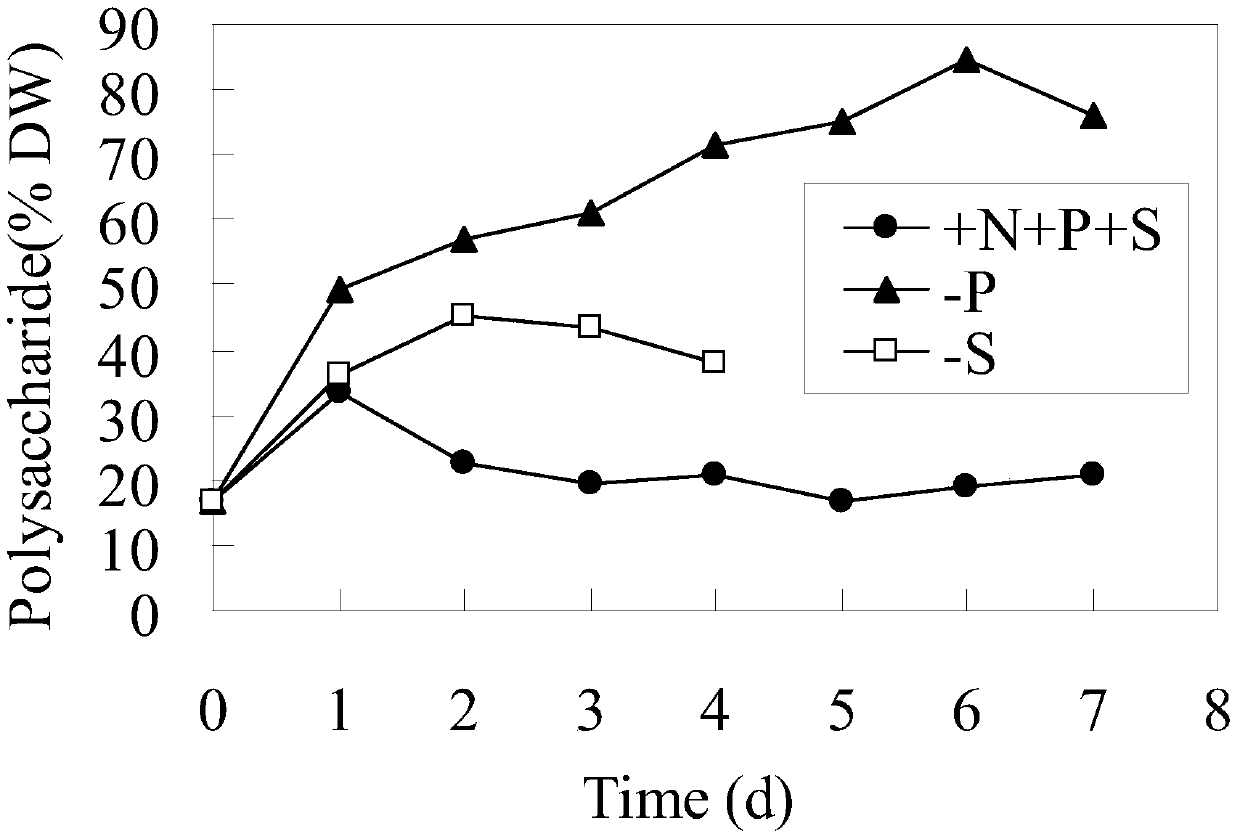 A method for increasing the yield of Spirulina biomass and polysaccharides simultaneously