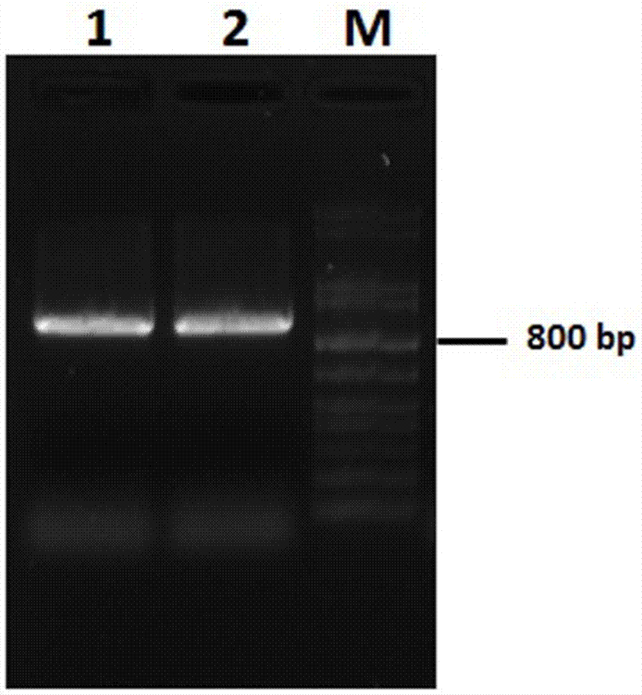 NtDR1 gene related with drought tolerance of plants and application of NtDR1 gene