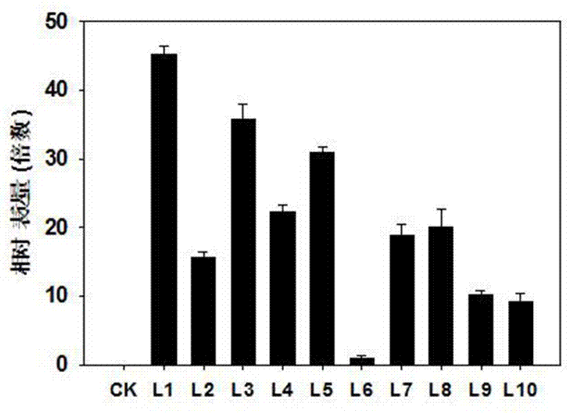 NtDR1 gene related with drought tolerance of plants and application of NtDR1 gene