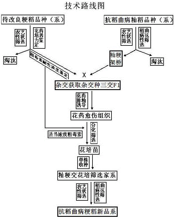 A breeding method for efficiently introducing rice smut resistance in indica rice into japonica rice