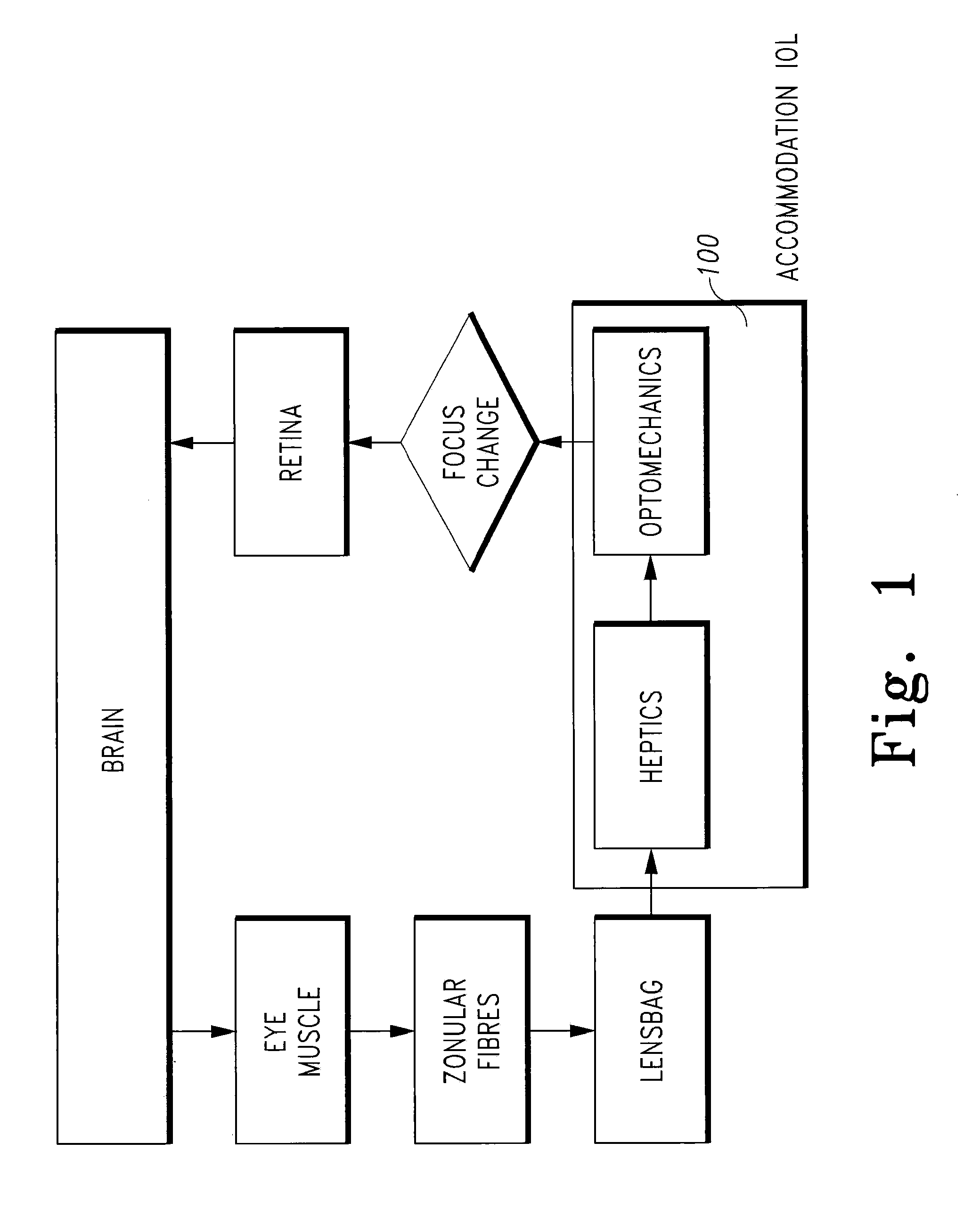 Interfacial refraction accommodating lens (IRAL)