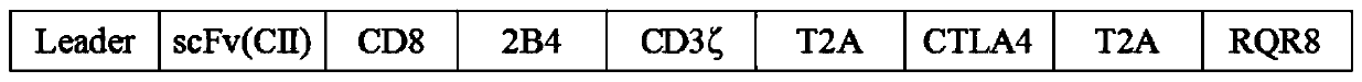 Anti-CII chimeric antigen receptor coding gene, slow virus plasmid, Treg immune cell, and applications thereof