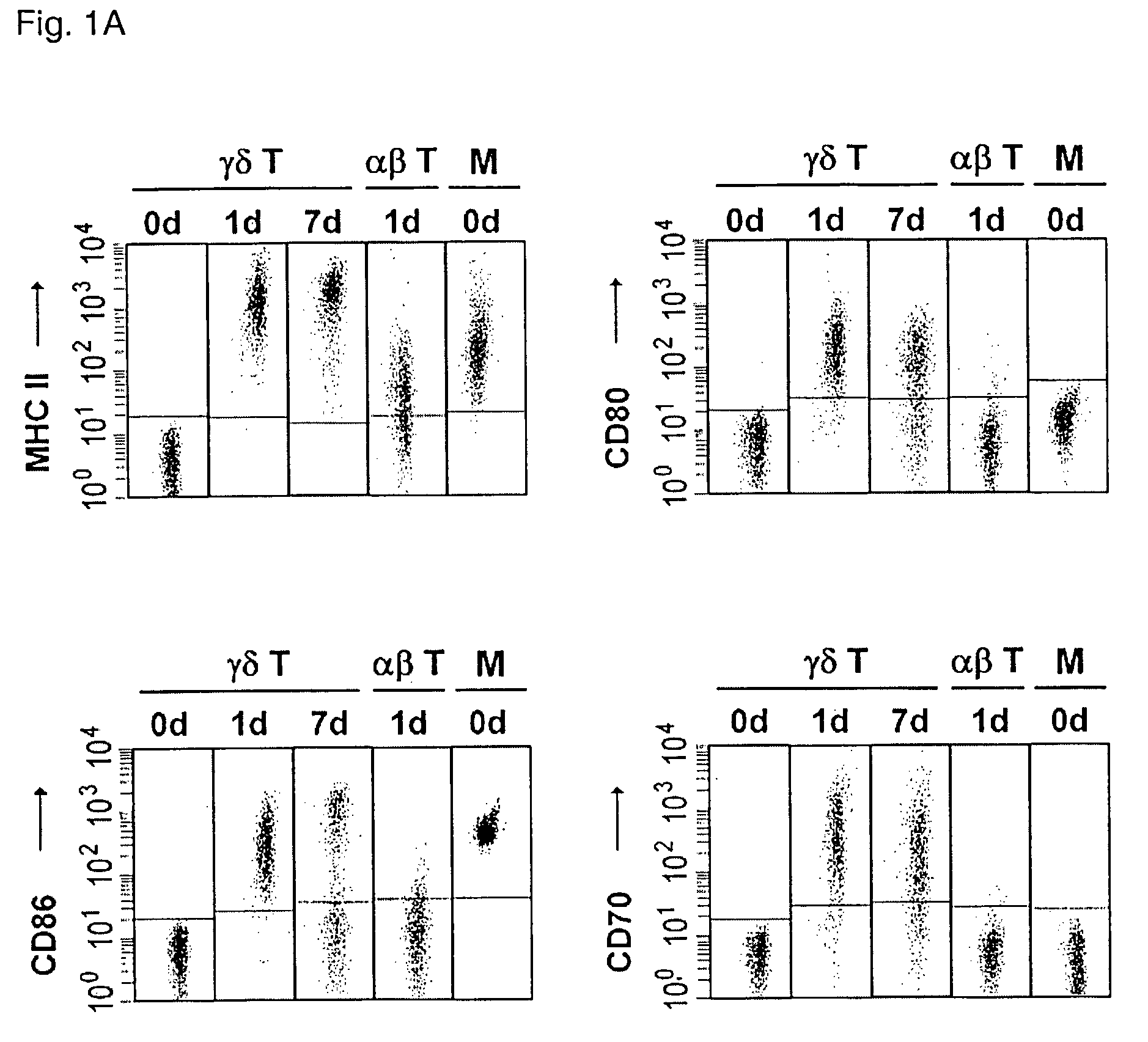 Preparation of antigen-presenting human gamma-delta T cells and use in immunotherapy