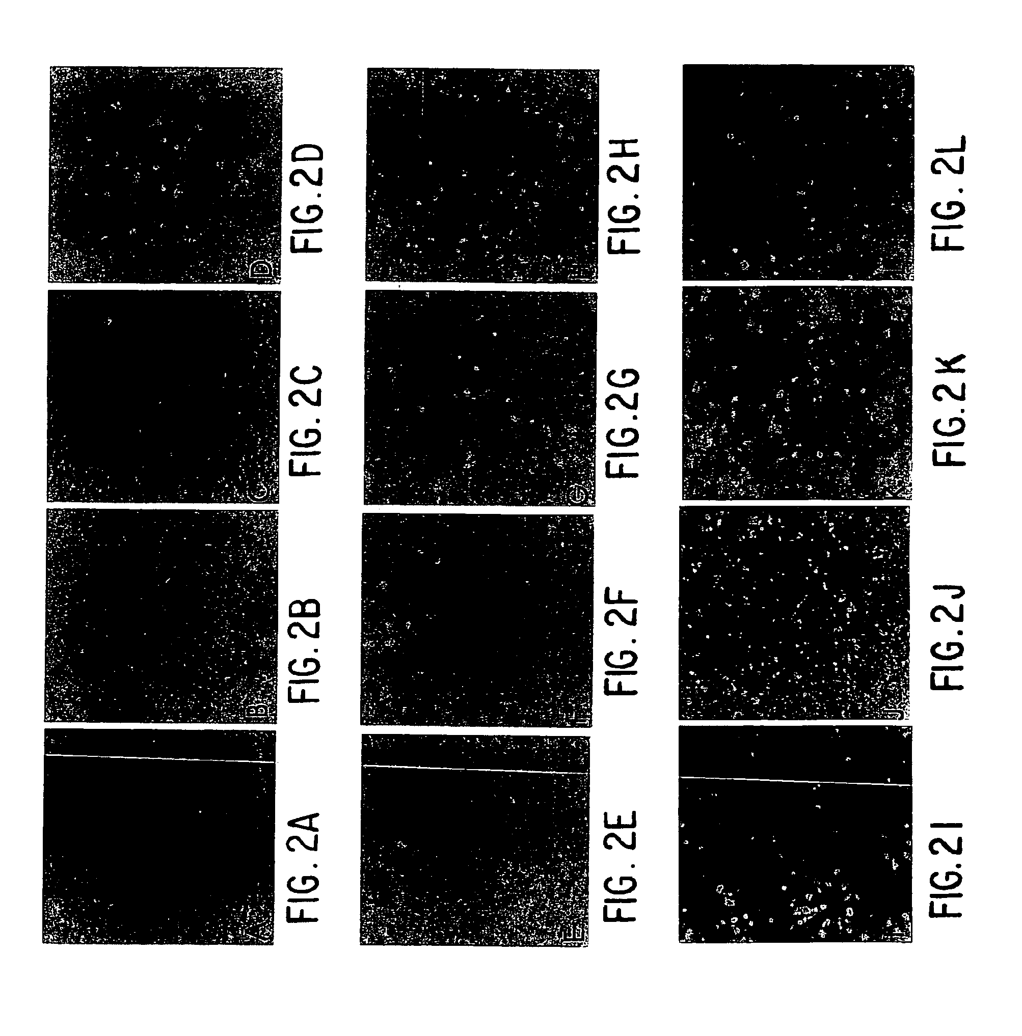 Use of T1R hetero-oligomeric taste receptor to screen for compounds that modulate taste signaling