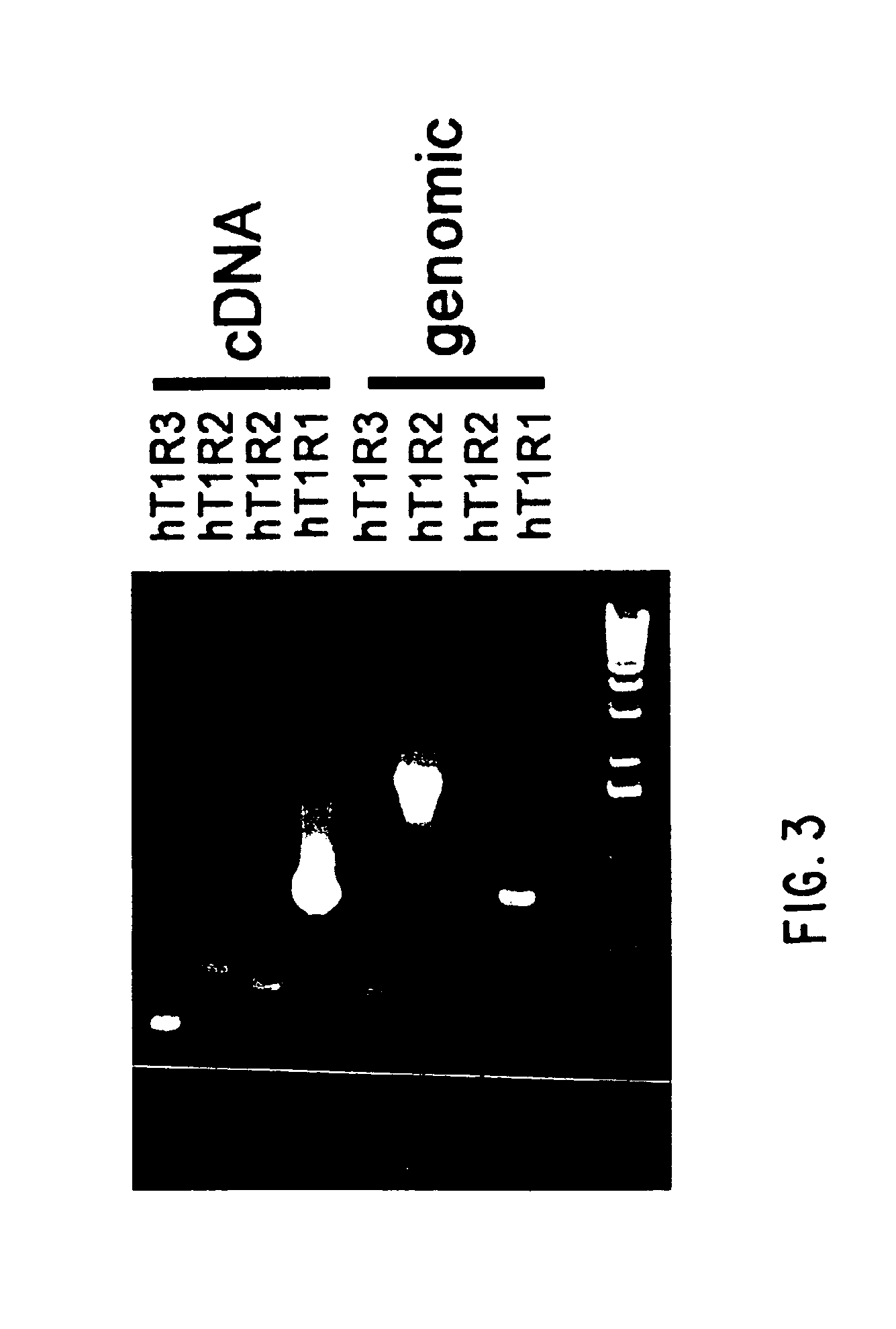 Use of T1R hetero-oligomeric taste receptor to screen for compounds that modulate taste signaling