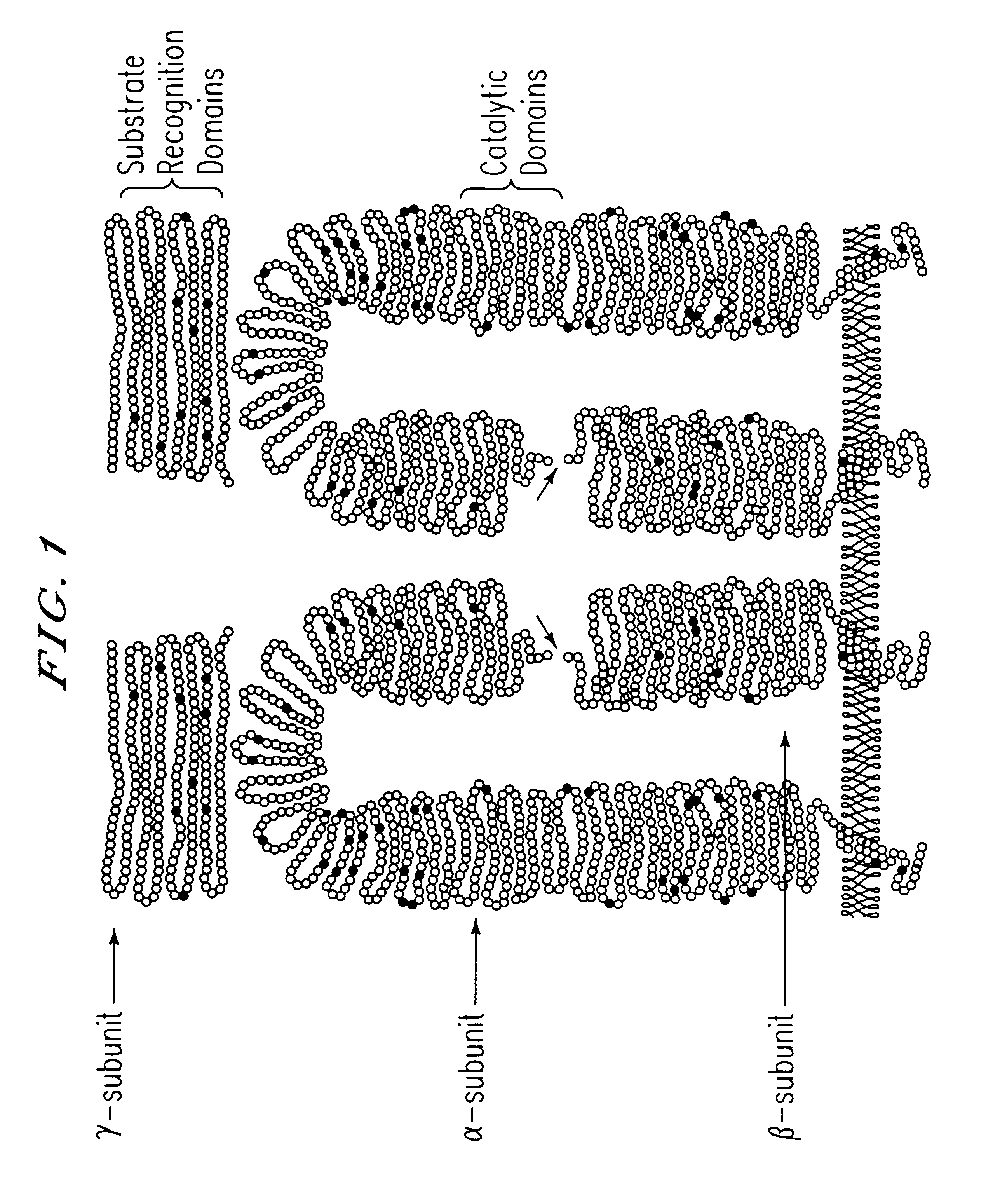 GlcNAc phosphotransferase of the lysosomal targeting pathway