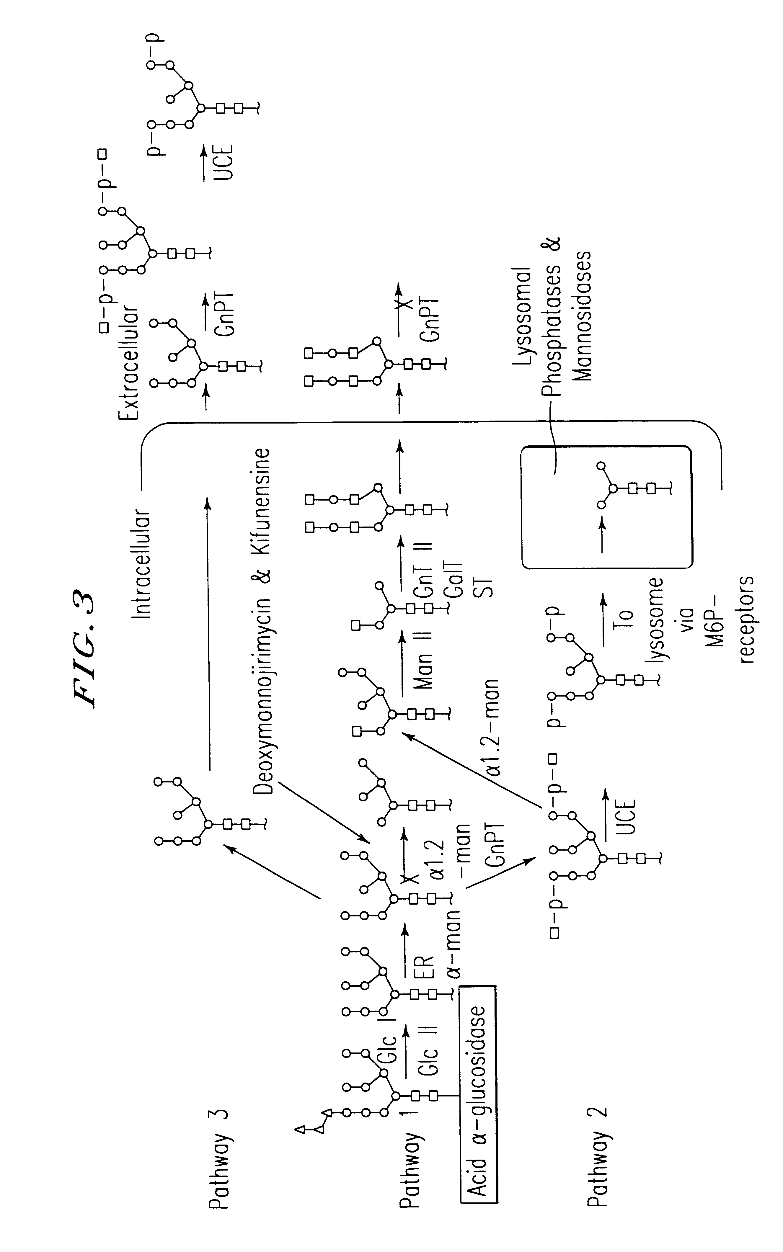 GlcNAc phosphotransferase of the lysosomal targeting pathway