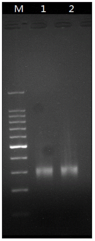 PCR amplification system and library construction method for whole genome bisulfate sequencing