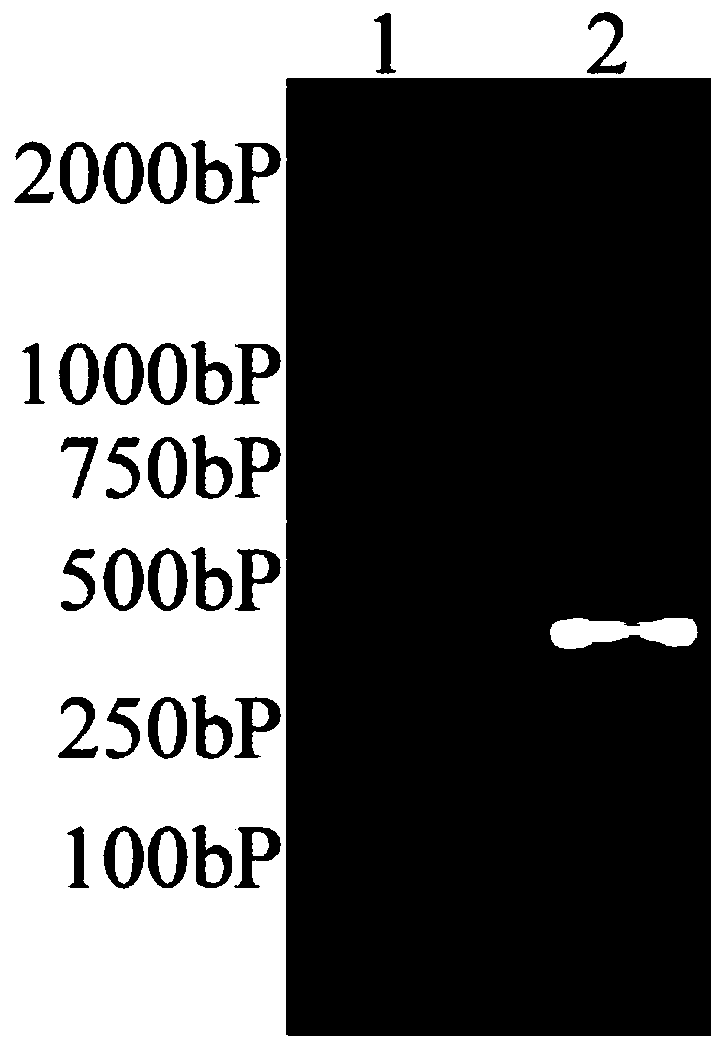 Nano-antibody to green fluorescent proteins (GFPs), application of nano-antibody, and GFP immunoaffinity adsorbing material