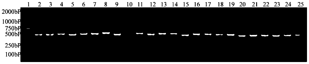 Nano-antibody to green fluorescent proteins (GFPs), application of nano-antibody, and GFP immunoaffinity adsorbing material