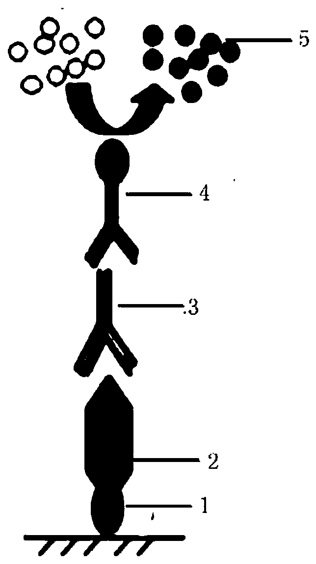 Nano-antibody to green fluorescent proteins (GFPs), application of nano-antibody, and GFP immunoaffinity adsorbing material