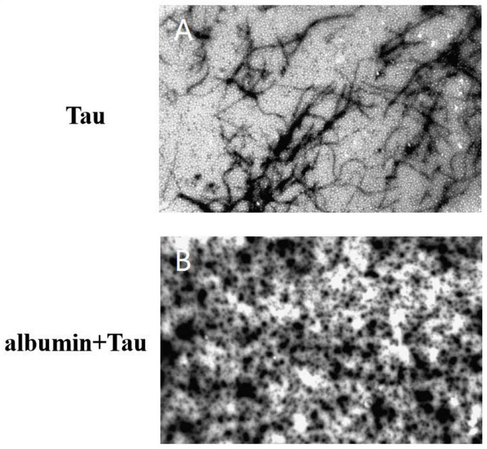 Application of Albumin in inhibition of abnormal aggregation of Tau protein