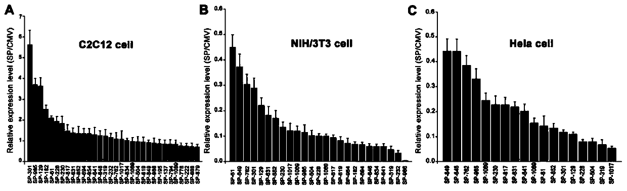 Skeletal Muscle Cell Efficient Specific Promoter and Its Application