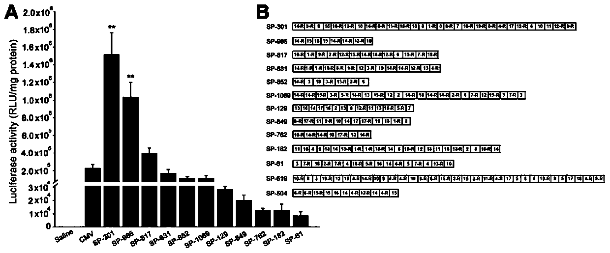 Skeletal Muscle Cell Efficient Specific Promoter and Its Application