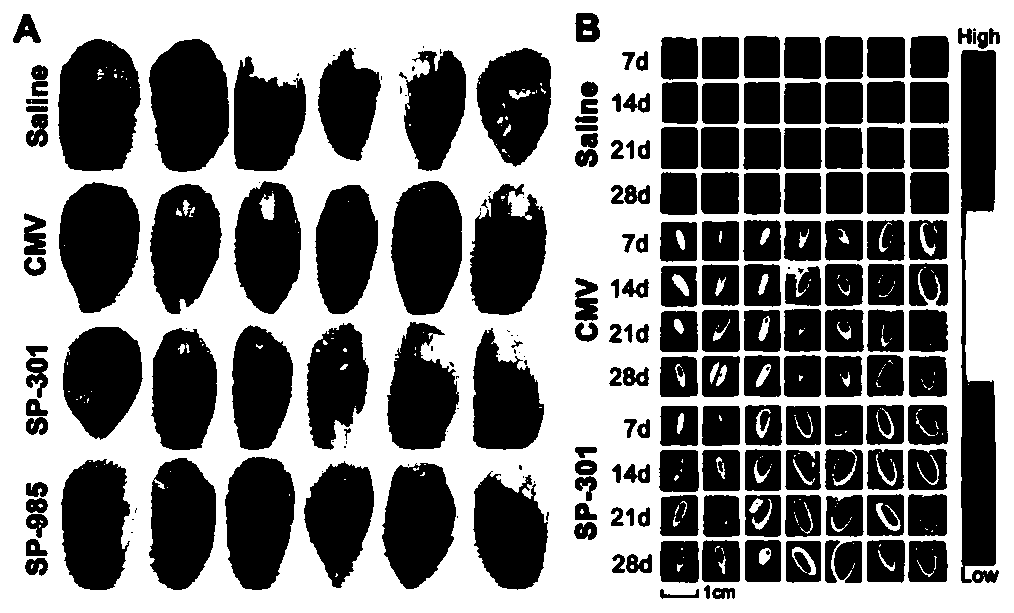 Skeletal Muscle Cell Efficient Specific Promoter and Its Application