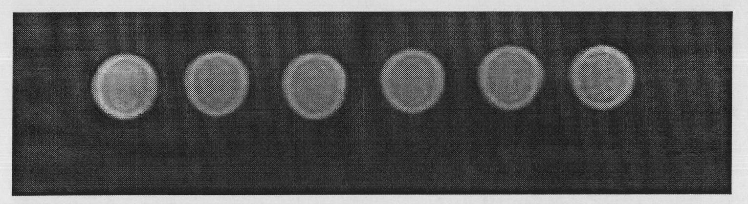 Superparamagnetic iron oxide labeled human pancreas cancer cell strain as well as labeling method and application thereof