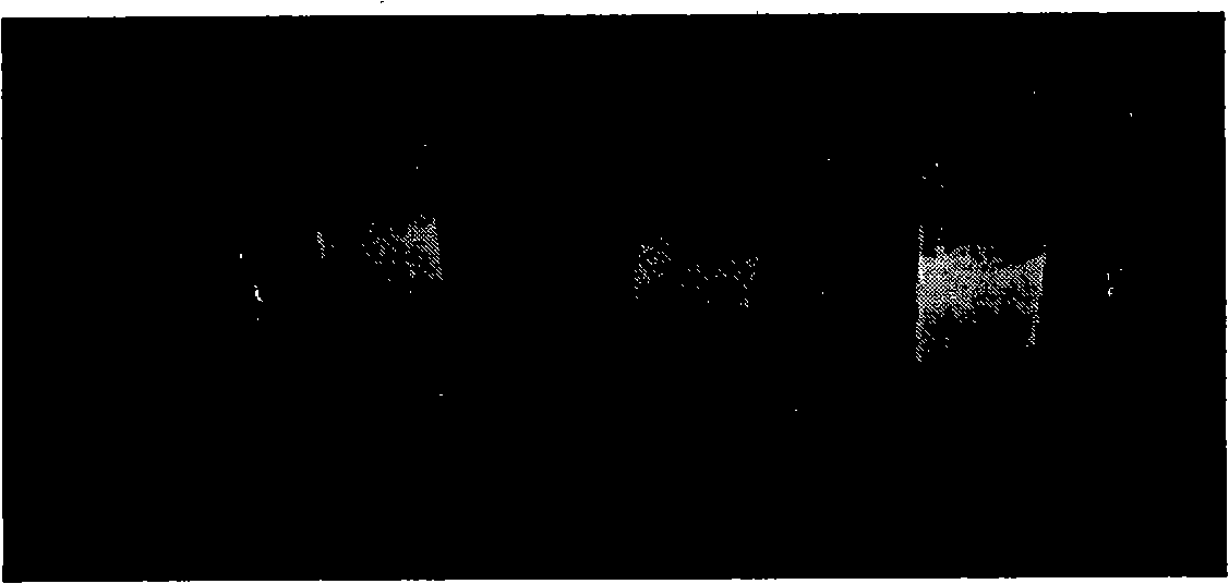 Preparation method of cadmium telluride quantum dot