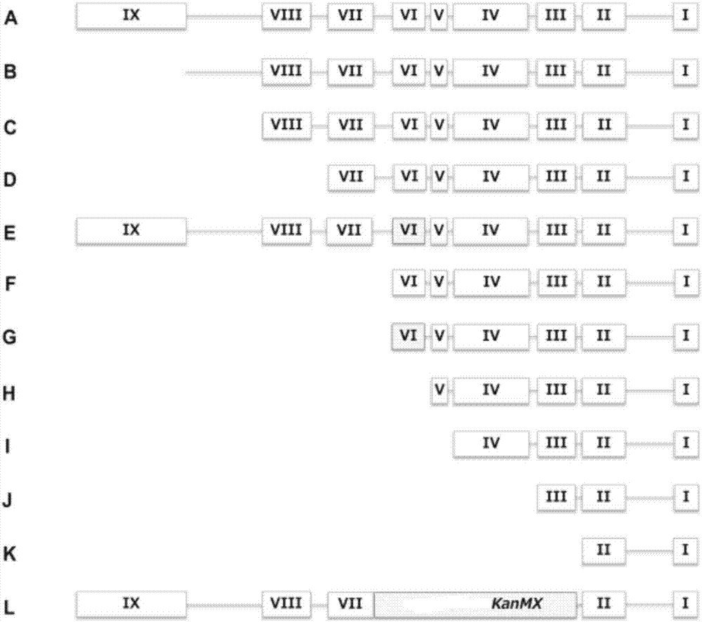 Promoter and recombinant yeast strain