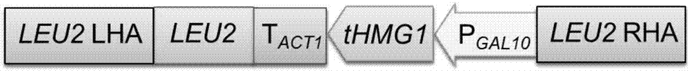 Promoter and recombinant yeast strain