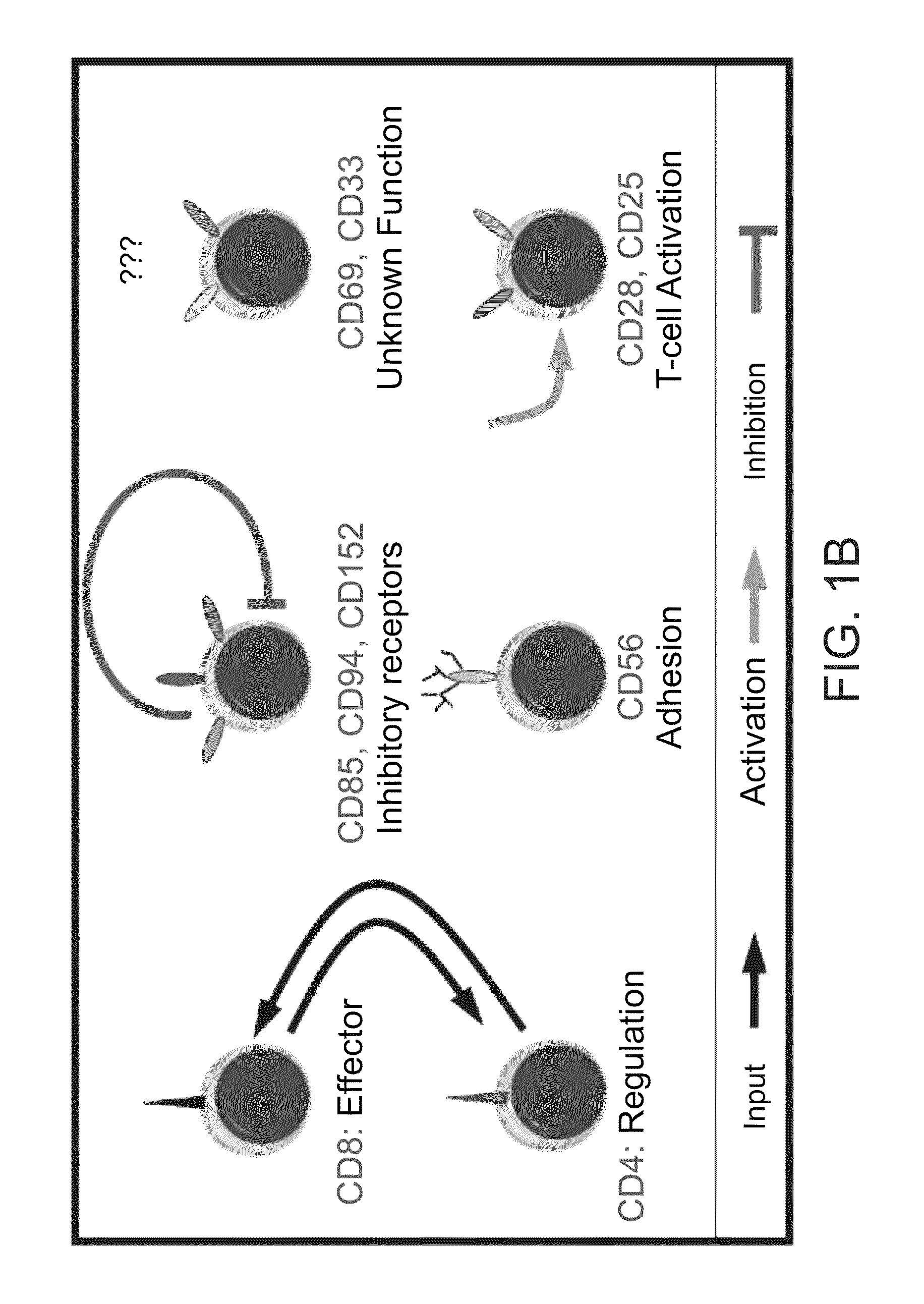 Method of predicting responsiveness to autologous adoptive cell transfer therapy