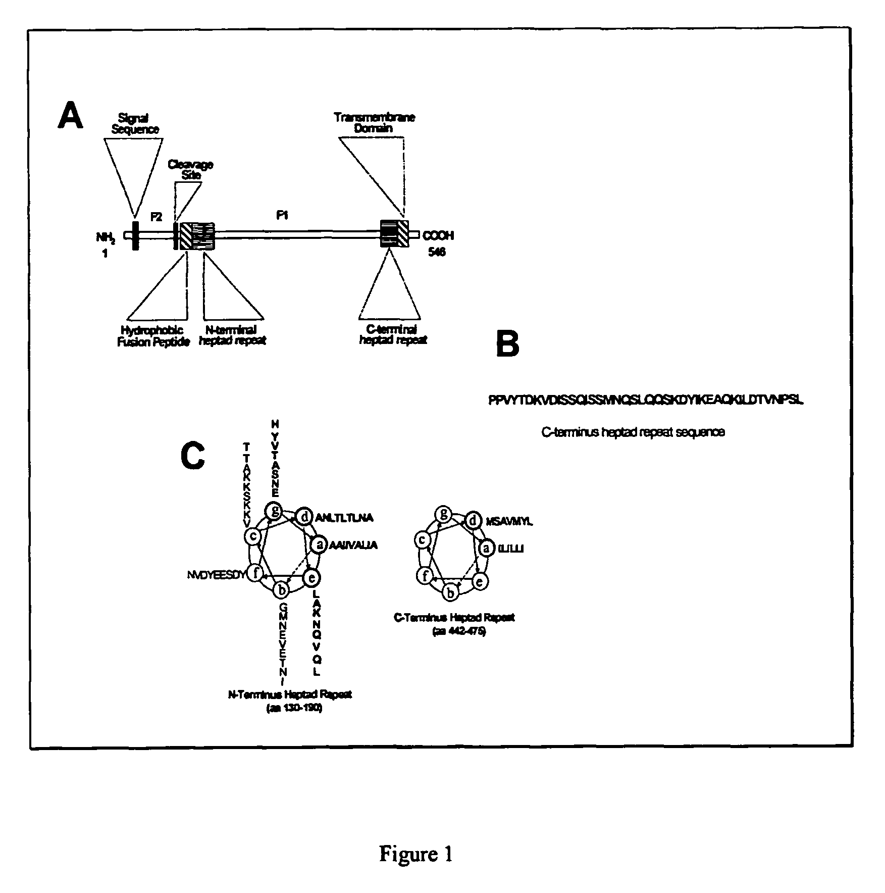 Compositions and methods for the inhibition of membrane fusion by paramyxoviruses