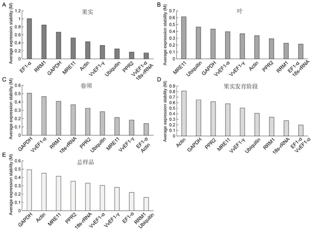 QRT-PCR reference genes of grapes and application of qRT-PCR reference genes