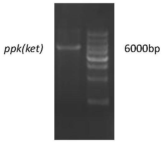 A method for rationally designed enzymes to regenerate ATP