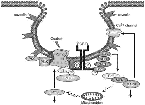 Medicinal use of truncated sodium potassium atpase beta subunit