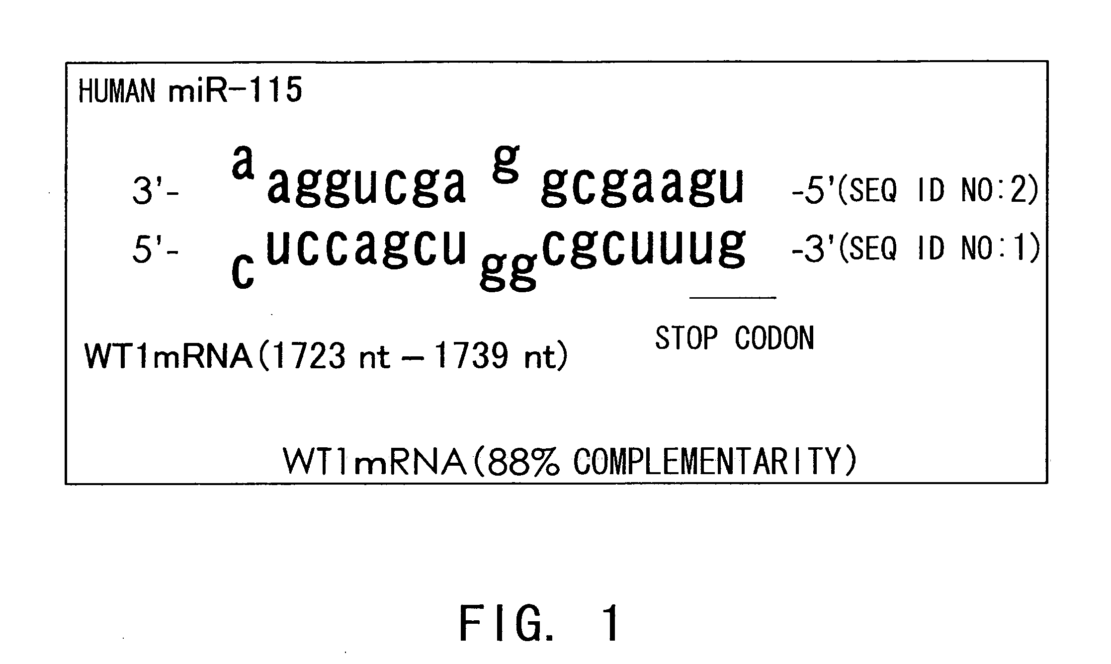 Micro Rna Inhibiting the Expression of Wt1 Gene and Utilization of the Same