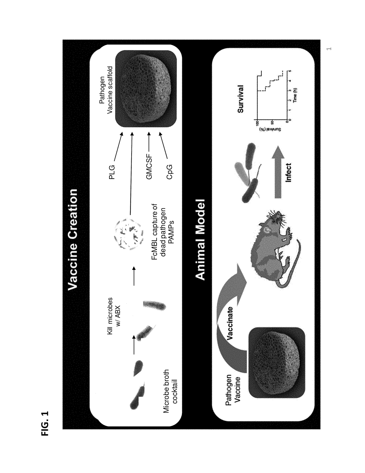 Pathogen vaccines and methods of producing and using the same