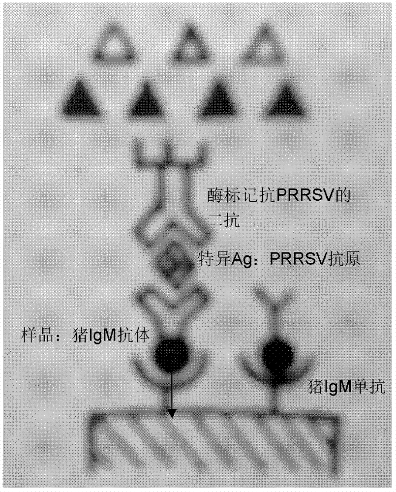 ELISA (enzyme-linked immuno sorbent assay) detection kit for porcine reproductive and respiratory syndrome virus IgM (immunoglobulin m) antibodies as well as preparation method and application of ELISA detection kit