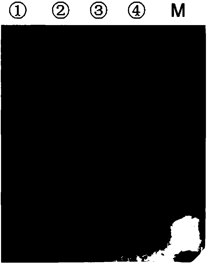 Protein for being combined with TAFIa/ai and application thereof, and kit for detection of TAFIa/ai content