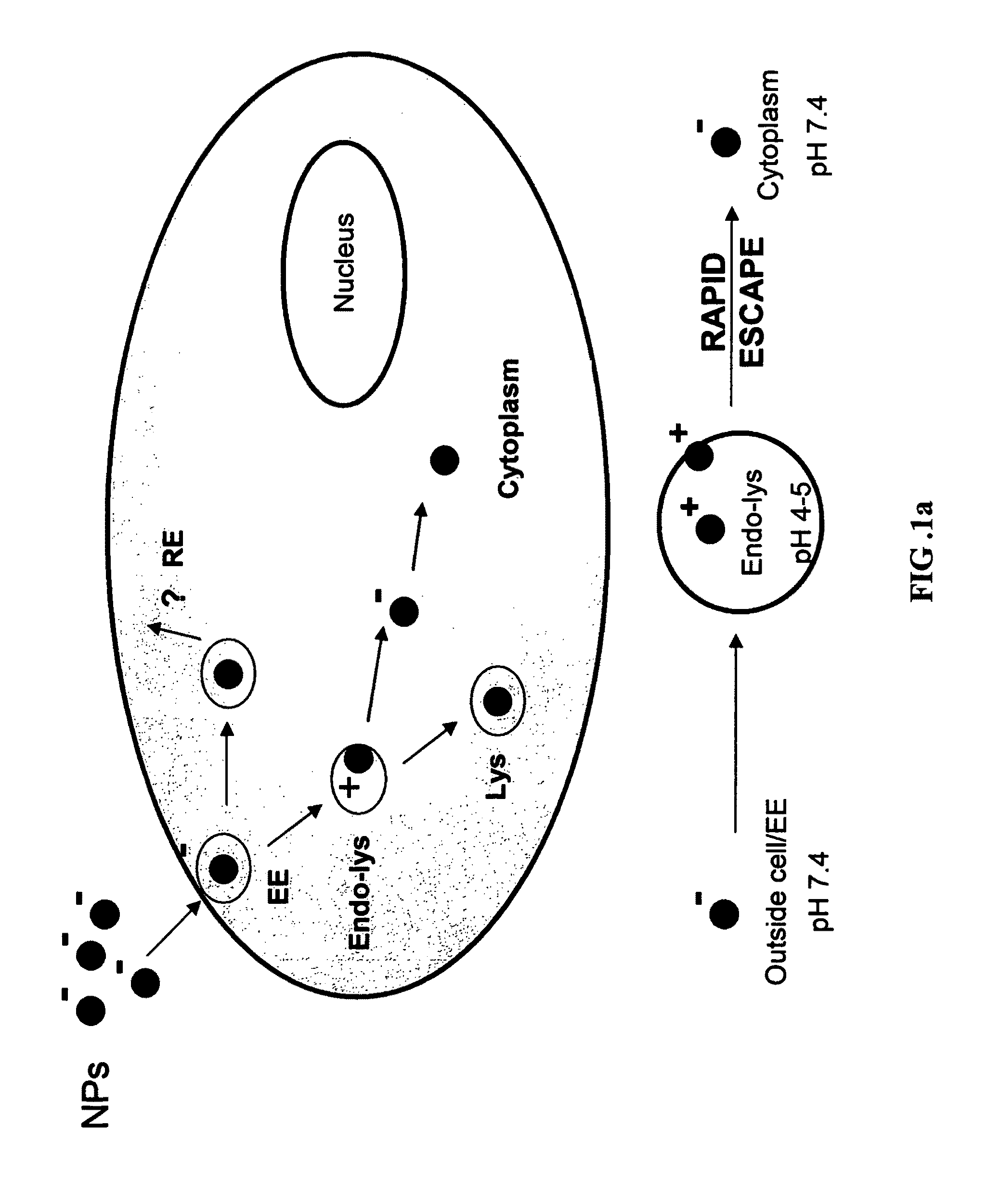 Surface-modified nanoparticles for intracellular delivery of therapeutic agents and composition for making same