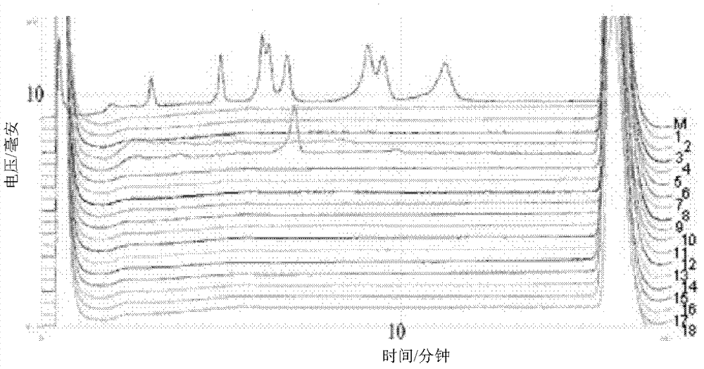 PCR-DHPLC (polymerase chain reaction-denaturing high performance liquid chromatography) detection primer and detection method for genetically modified maize strain BT11