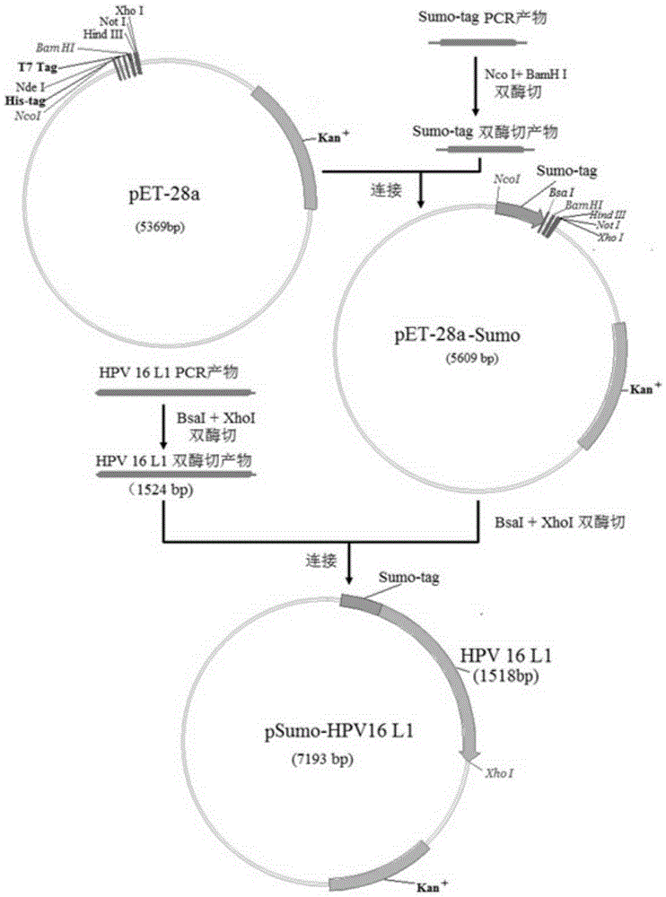 Recombinant plasmid capable of expressing soluble human papilloma virus 16 subtype L1 protein and expression method thereof