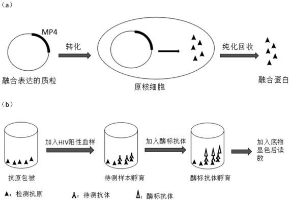 An immunosorbent assay for differentiating HIV-1 recent from chronic infection