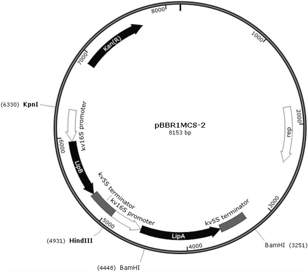 One group of DNA (Deoxyribose Nucleic Acid) molecules, recombinant vector, recombinant ketogulonigenium sp and method for producing 2-keto-L-gulonic acid