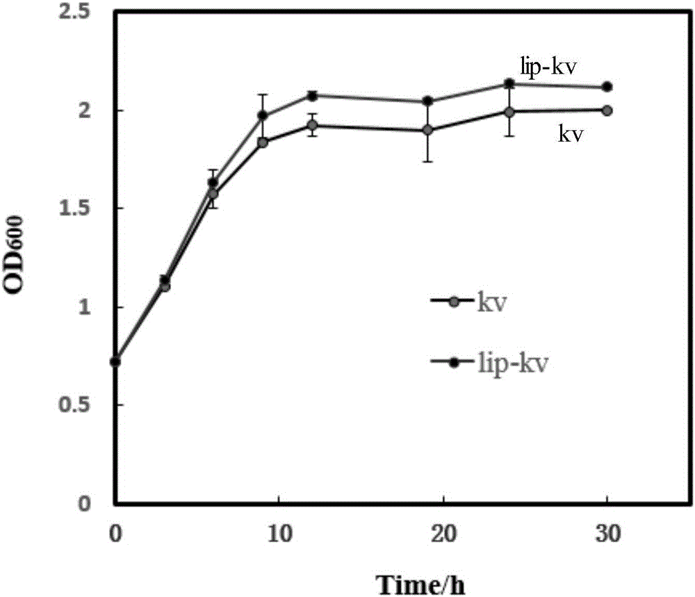 One group of DNA (Deoxyribose Nucleic Acid) molecules, recombinant vector, recombinant ketogulonigenium sp and method for producing 2-keto-L-gulonic acid